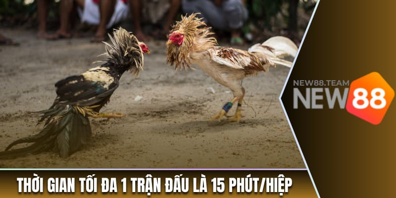 Thời gian tối đa 1 trận đấu là 15 phút/hiệp